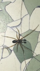 Neottiura bimaculata