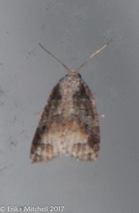 Platynota exasperatana