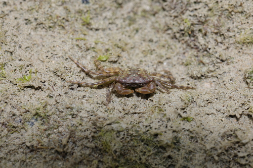 Pachygrapsus planifrons observed 2026-05-18