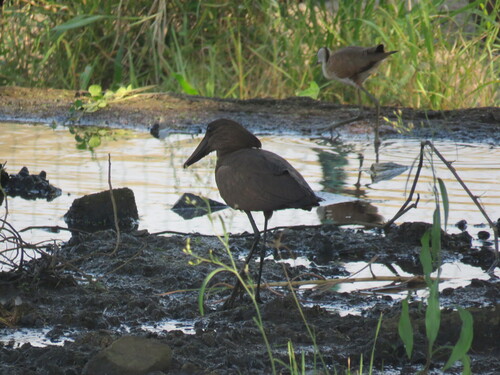 iNaturalist image