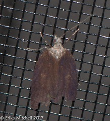 Acleris pulverosana