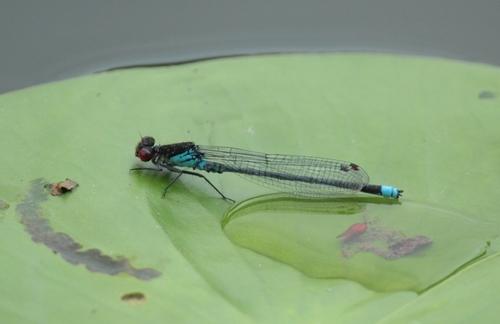 Red-eyed Damselfly