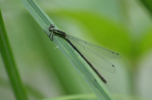 Azure Damselfly
