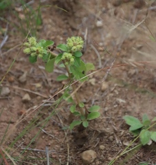 Acanthospermum australe, photograph (c) Tony Rebelo, some rights reserved (CC BY-SA)