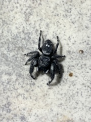 Phidippus audax
