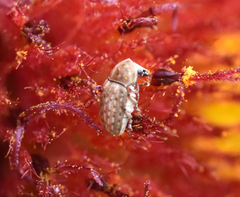 Trigonorhinus limbatus