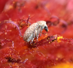 Trigonorhinus limbatus