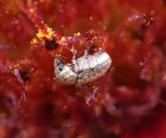 Trigonorhinus limbatus