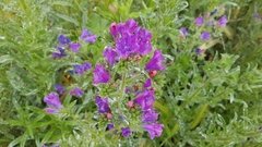 Echium plantagineum
