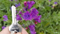 Echium plantagineum