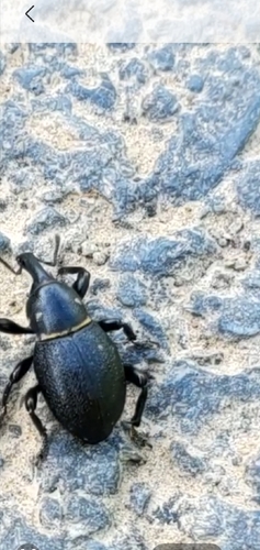 Liparus coronatus