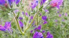 Echium plantagineum