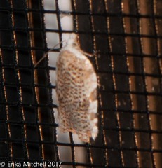 Acleris cervinana