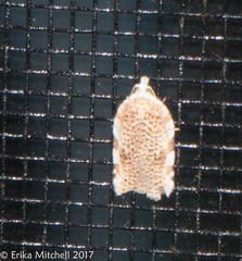 Acleris cervinana