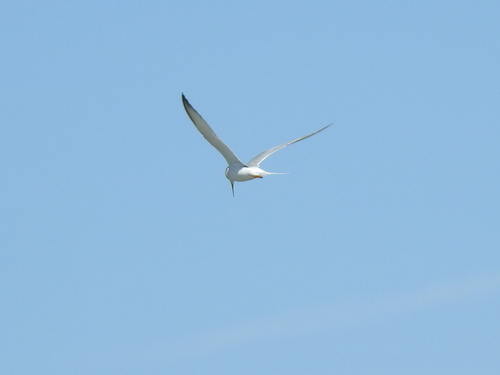 iNaturalist image