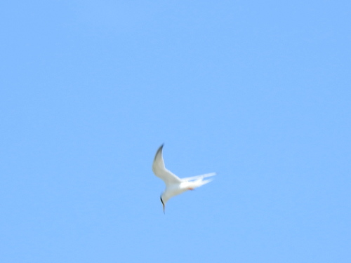 iNaturalist image