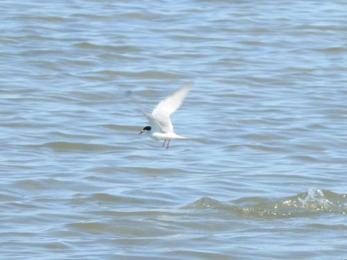 iNaturalist image