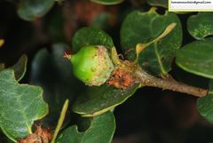 Quercus semecarpifolia