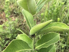 Vincetoxicum atratum