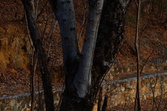 Lysiloma divaricatum