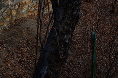 Lysiloma divaricatum