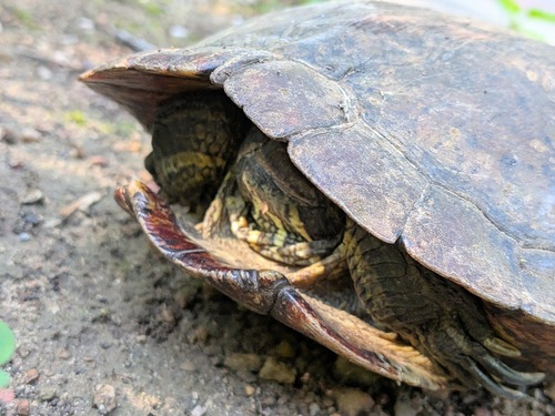 Pond Slider