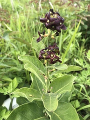 Vincetoxicum atratum