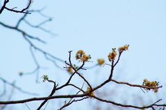 Lysiloma divaricatum