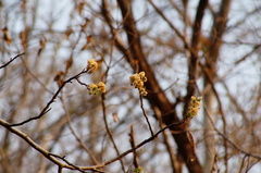 Lysiloma divaricatum