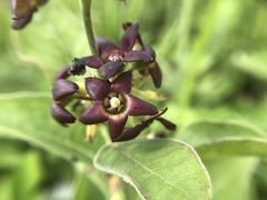 Vincetoxicum atratum