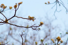 Lysiloma divaricatum