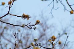 Lysiloma divaricatum