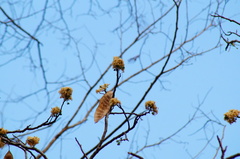 Lysiloma divaricatum