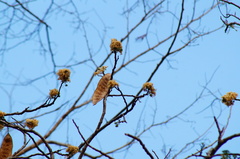 Lysiloma divaricatum