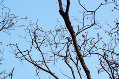 Lysiloma divaricatum