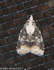 Platynota exasperatana