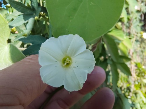 Ipomoea hochstetteri observed 2026-05-21