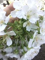 Prunus avium