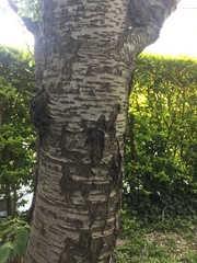 Prunus avium