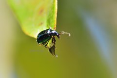 Arthrotus abdominalis