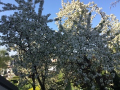Prunus avium