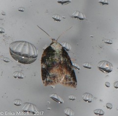 Platynota exasperatana