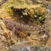 Mugilogobius myxodermus - Photo (c) H.T.Cheng, algunos derechos reservados (CC BY-NC), subido por H.T.Cheng