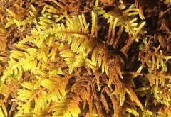 Hypnum plumaeforme
