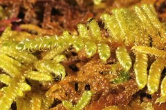 Hypnum plumaeforme