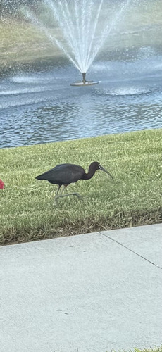 iNaturalist image