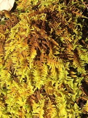 Hypnum plumaeforme