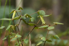 Correa reflexa lobata