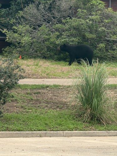American Black Bear photographed in Alabama