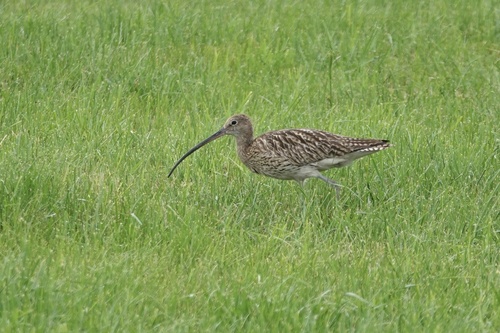 iNaturalist image